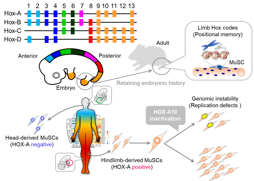 Muscles retain positional memory from fetal life