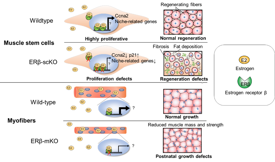 Skeletal muscle regeneration mechanisms vary by gender