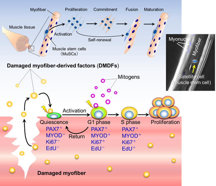 Damaged muscles dont just die they regenerate themselves