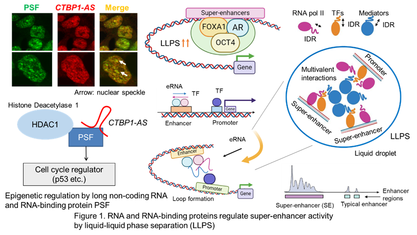 Figure 1. RNA and RNA-binding proteins regulate super-enhancer activity by liquid-liquid phase separation (LLPS)