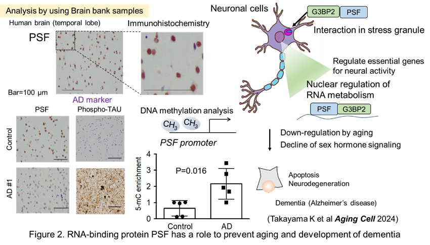 Figure 2. RNA-binding protein PSF has a role to prevent aging and development of dementia