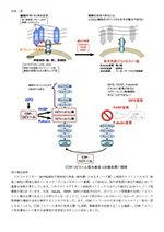 福山型先天性筋ジストロフィー症の原因を解明01