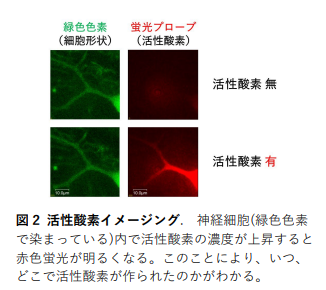 活性酸素イメージング