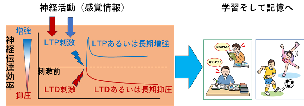 シナプス可塑性