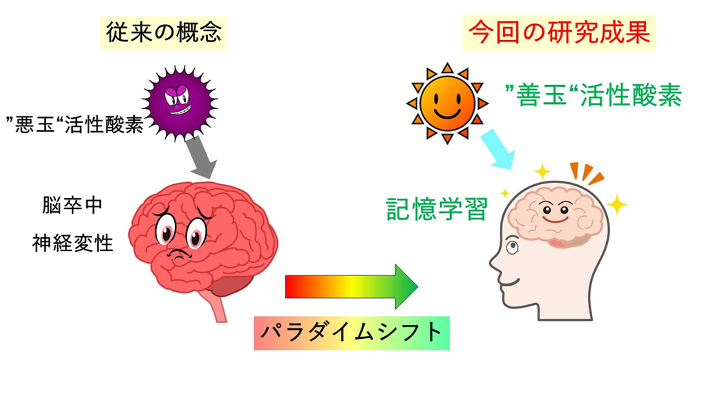活性酸素の機能的役割のパラダイムシフト