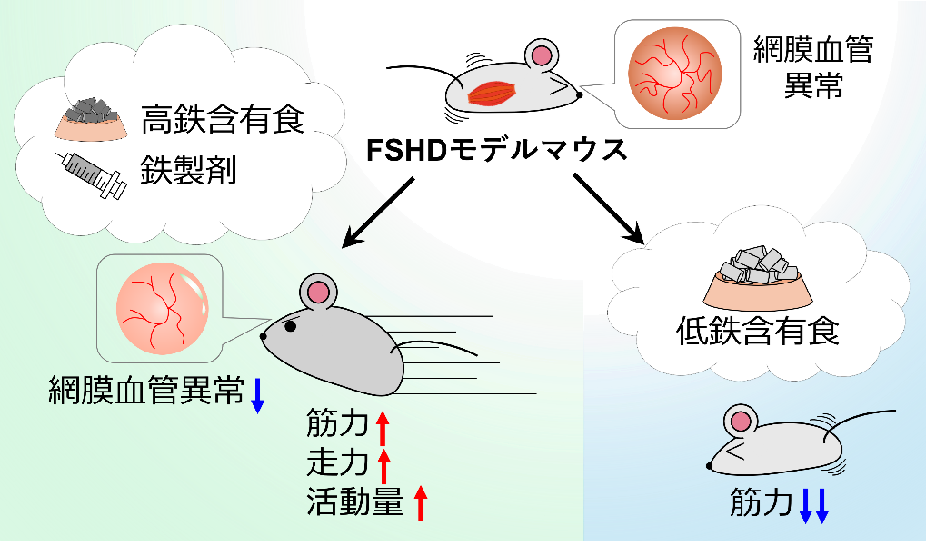 画像2_研究トピックス_中村先生