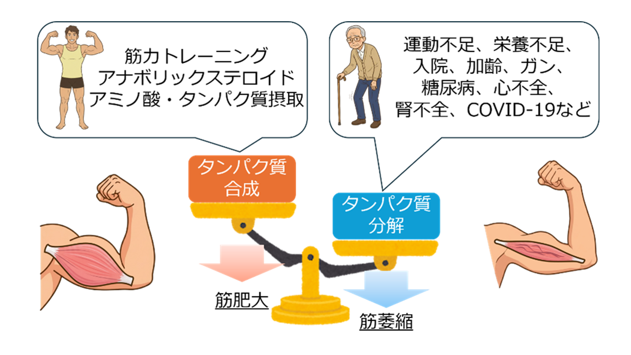画像1_研究トピックス_中村先生