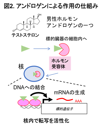 図2