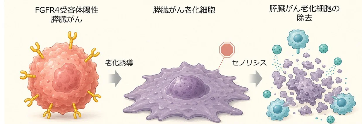 研究トピックス 図4_石渡先生