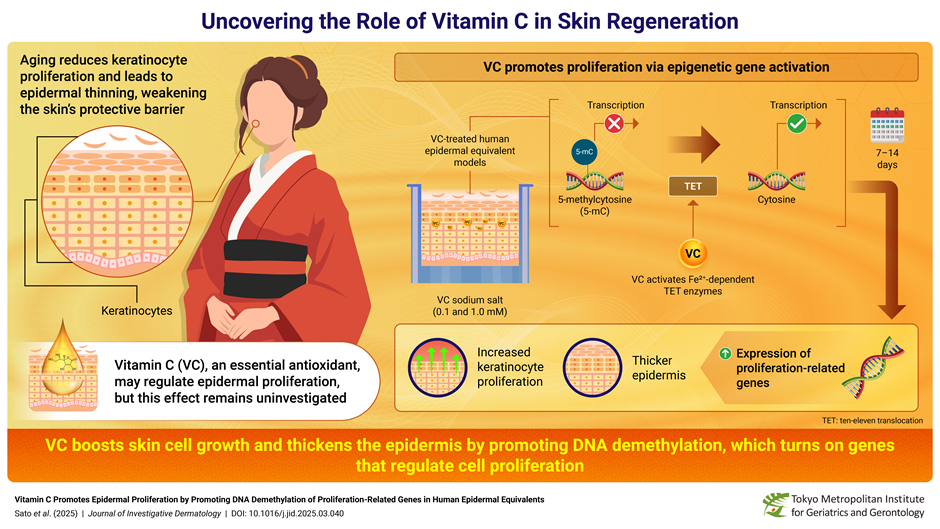 Uncovering the Role of Vitamin C