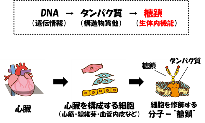 体の中で機能的に重要な役割を果たす糖鎖。生体の3大生命鎖（上）。心臓を構成する細胞例と糖鎖によるタンパク質の修飾図（下）。