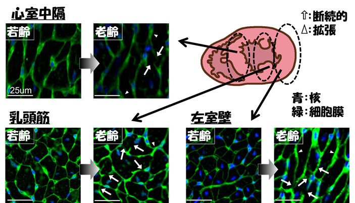若齢では細胞膜を示す緑の線が明確なのに対し、老齢では歪んだり途切れたり、ところどころ幅が広くなるような変化が観察された。（文献6改変）