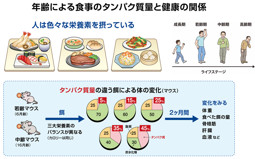 年齢による食事のタンパク質量と健康の関係