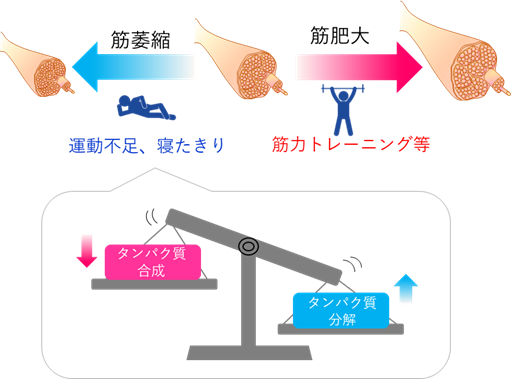 骨格筋の可塑性