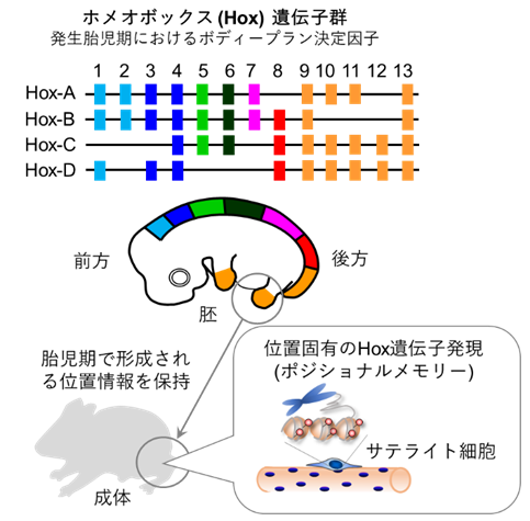 身体位置特異的なHox遺伝子発現