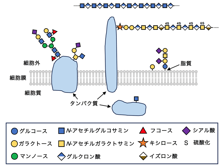 体内に存在する様々な構造の糖鎖