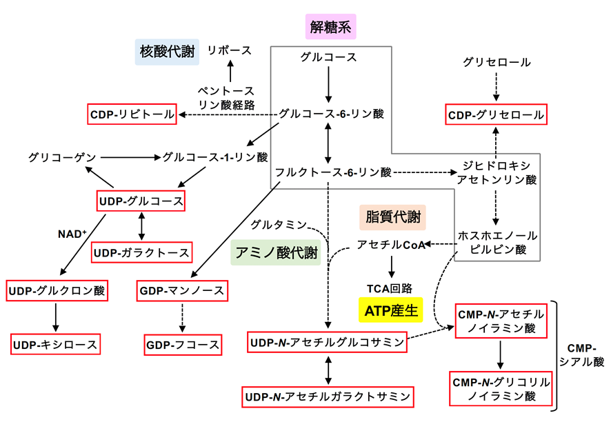 糖ヌクレオチドの合成経路。今回解析した糖ヌクレオチドを赤四角で囲んだ。