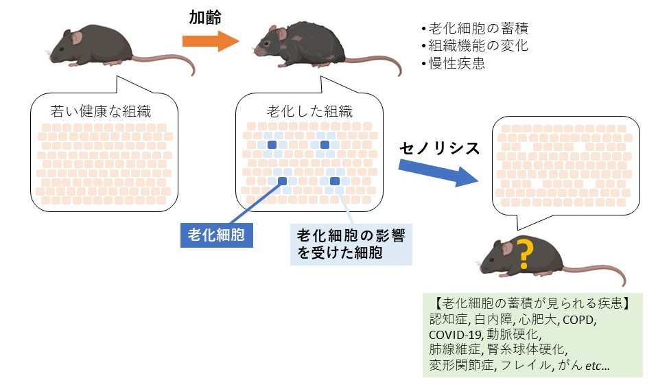 老化細胞とCOPD（慢性閉塞性肺疾患）01
