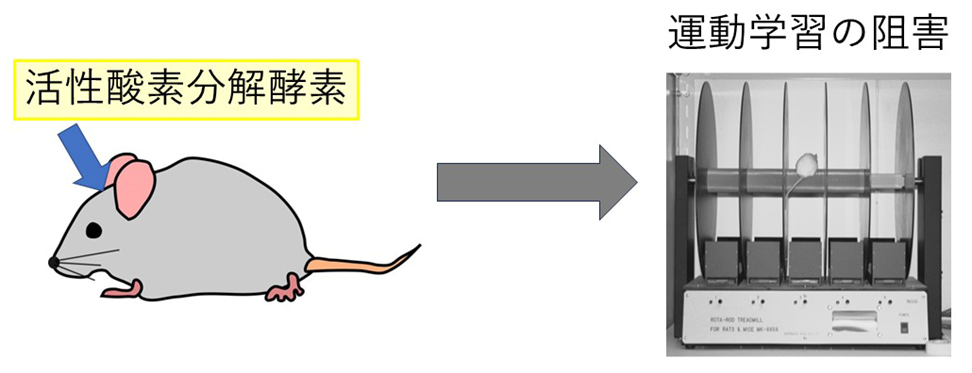 活性酸素除去による運動学習の阻害