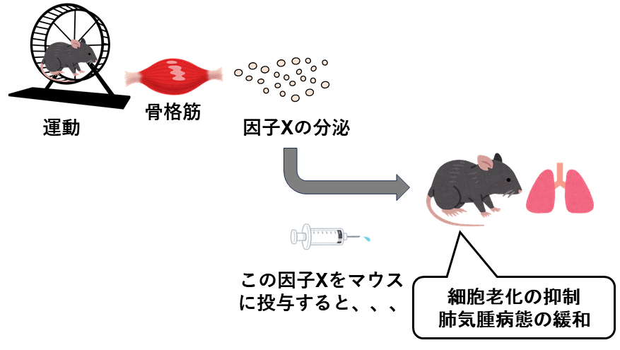 運動により分泌される因子Xは、生体内の細胞老化を抑制し、肺気腫病態を緩和する