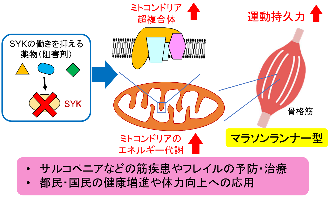 ミトコンドリア超複合体の「見える化」から挑む筋肉疾患の予防・治療と