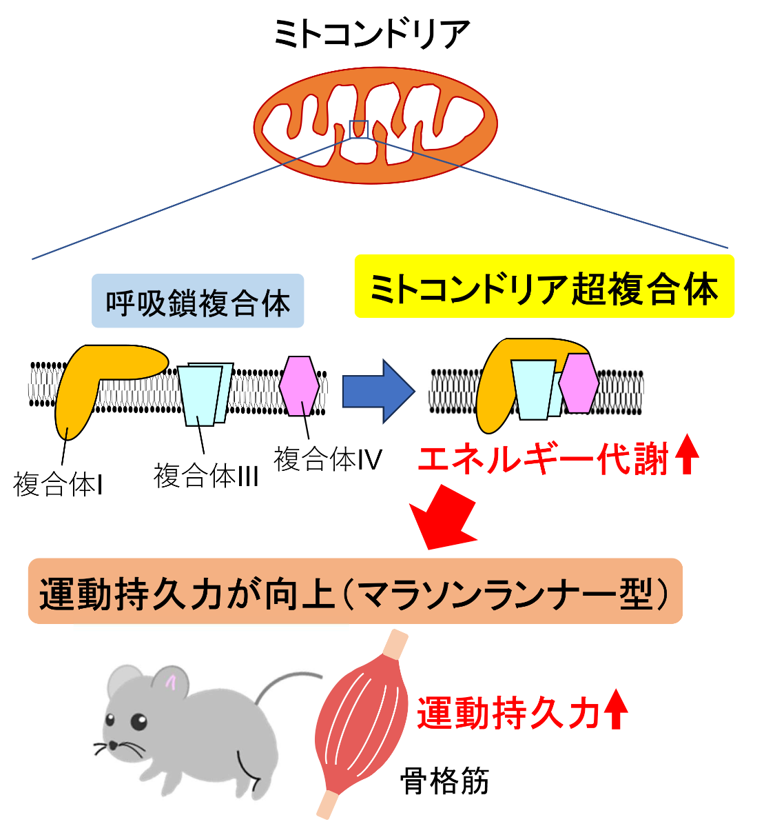 ミトコンドリア超複合体はエネルギー産生と運動持久力の向上にかかわる