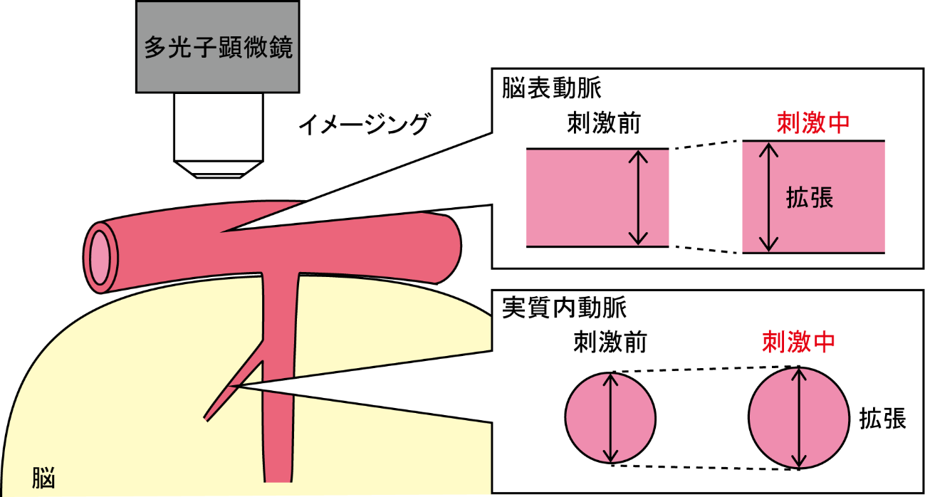 多光子顕微鏡を用いた脳血管イメージング実験