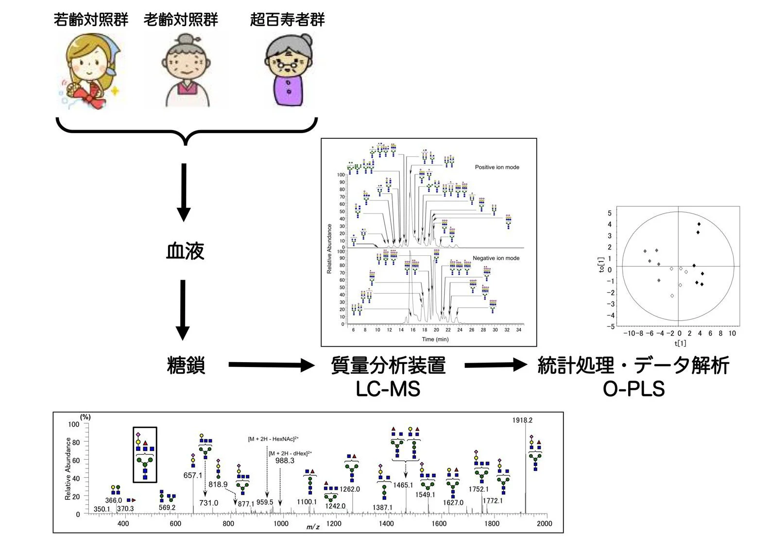 血漿タンパク質糖鎖からみた健康長寿の秘訣02