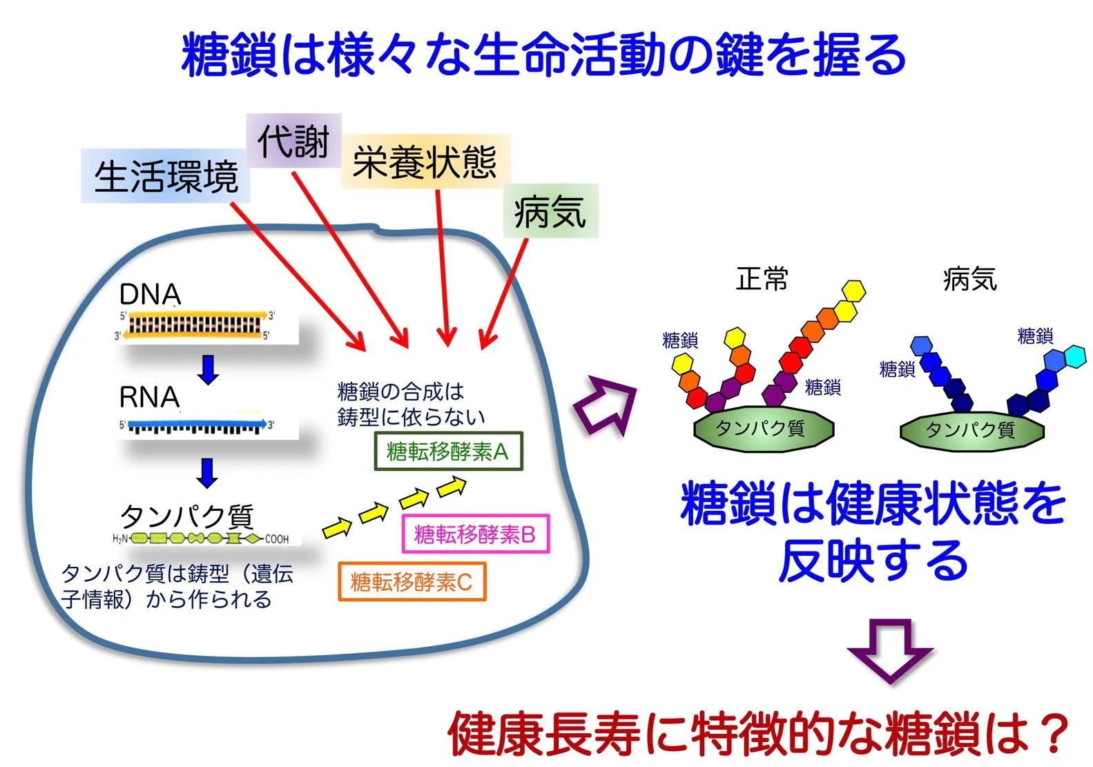 血漿タンパク質糖鎖からみた健康長寿の秘訣01