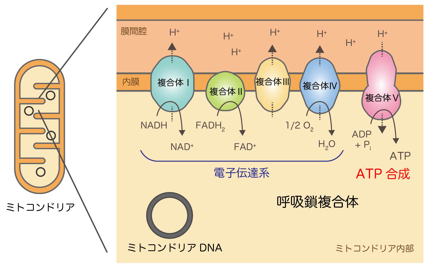 ミトコンドリアと老化・遺伝性疾患｜地方独立行政法人 東京都健康長寿