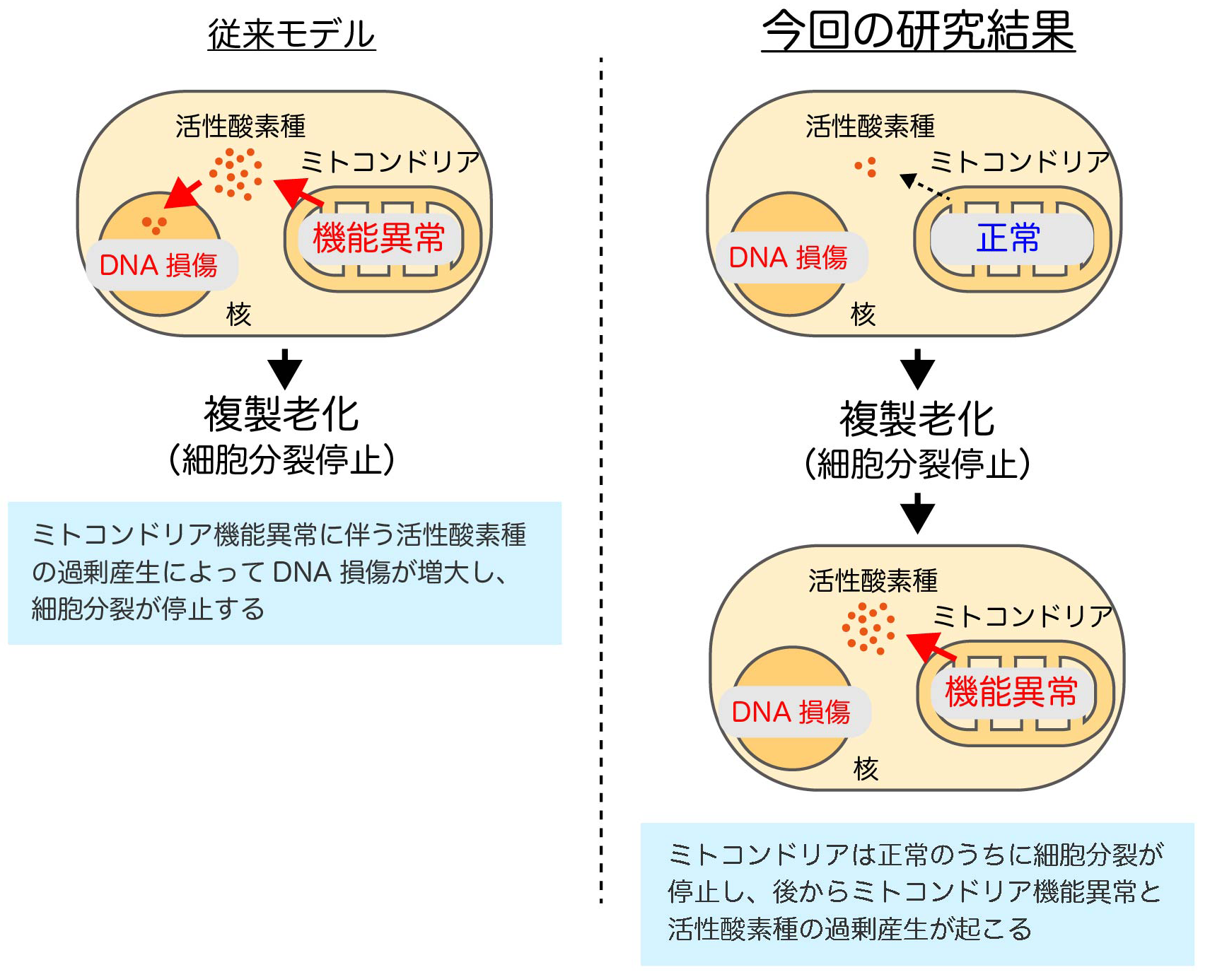 ミトコンドリアと老化・遺伝性疾患｜地方独立行政法人 東京都健康長寿