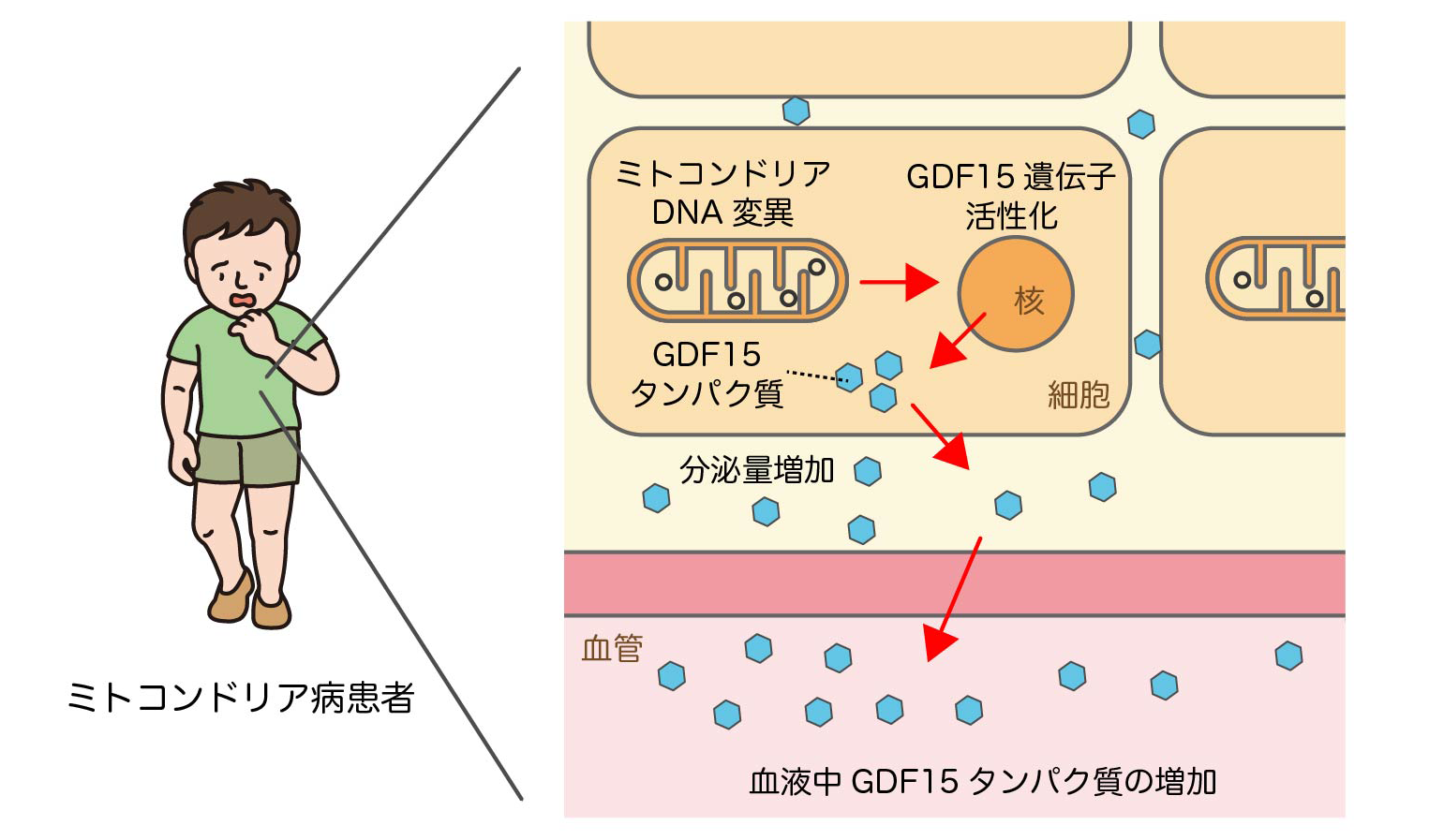 ミトコンドリアと老化・遺伝性疾患｜地方独立行政法人 東京都健康長寿