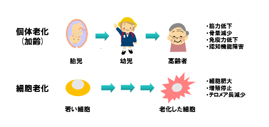 個体の老化と細胞の老化