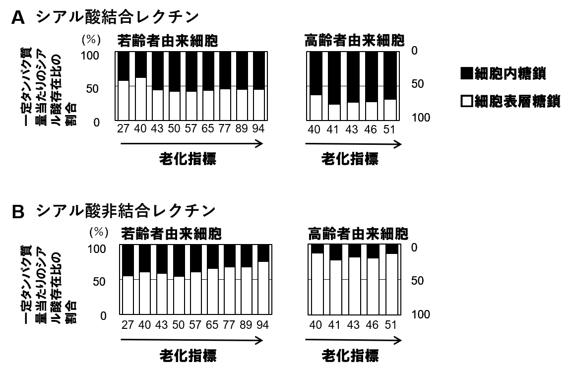 細胞内糖鎖のシアル酸存在比の変化