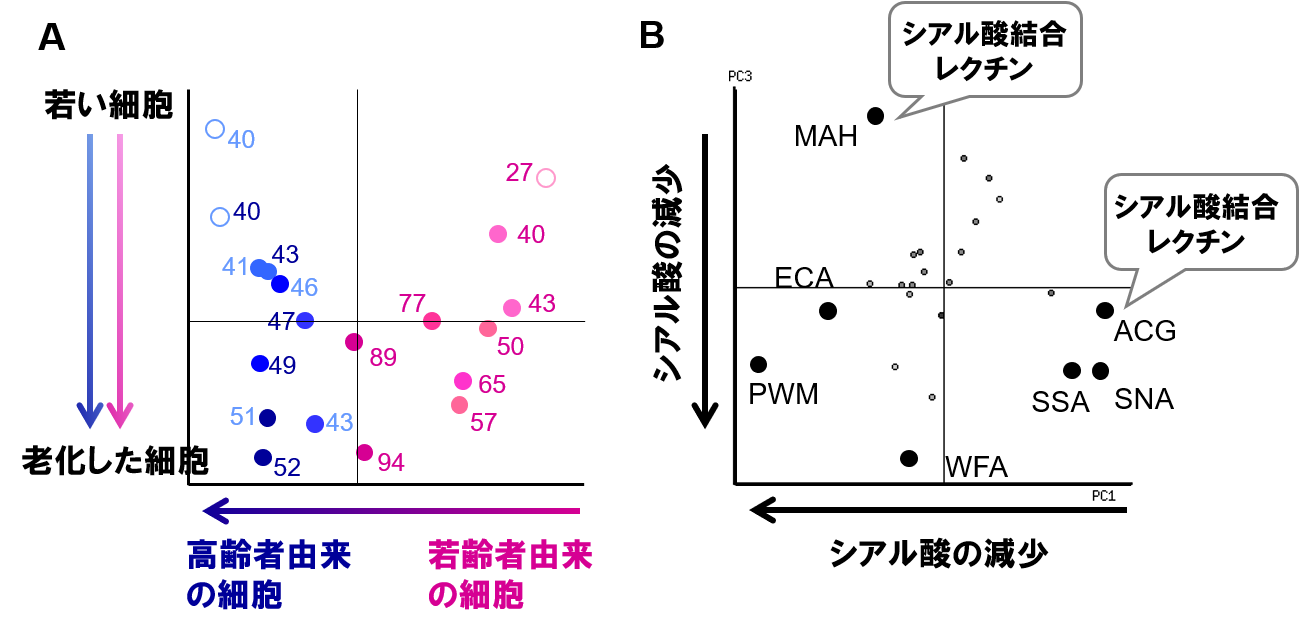 細胞表層糖鎖における細胞老化と個体老化