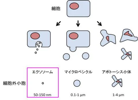 エクソソームは細胞外小胞の1つである