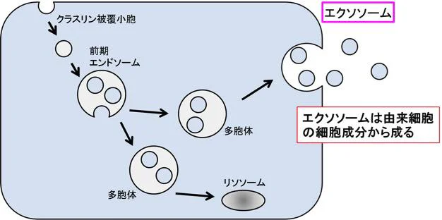 エクソソームのできかた