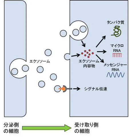 エクソソームは細胞間のコミュニケーションに使われる