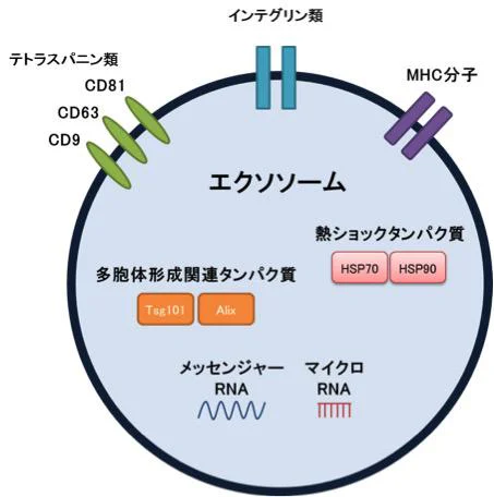 エクソソームに共通して含まれるタンパク質など