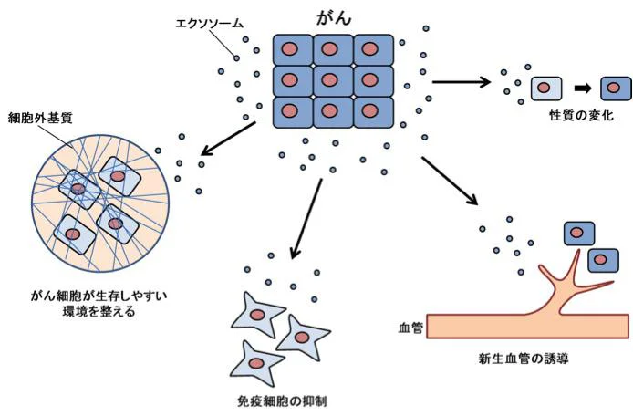 がん細胞が出すエクソソームは、がんの生存に有利に働く