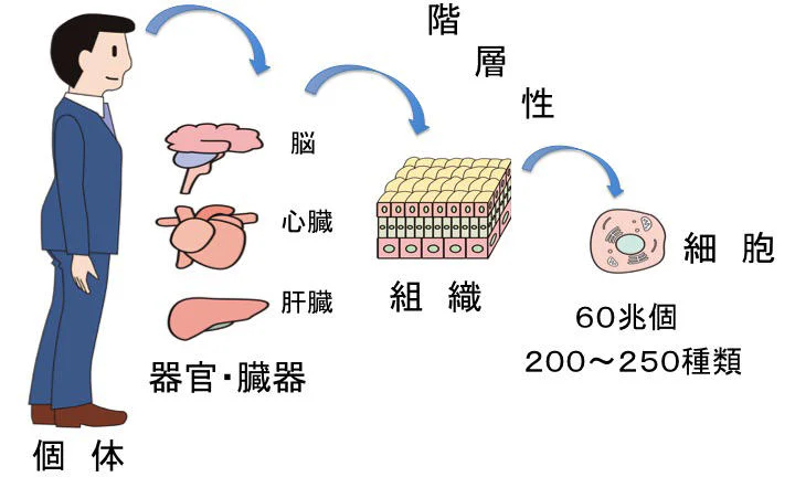 細胞の「顔」を知り、その「こころ」を理解する ―細胞でからだをなおす、再生医療への入り口―01
