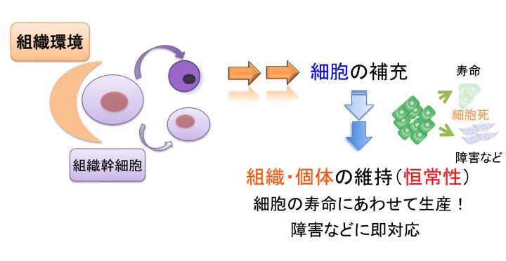 細胞の「顔」を知り、その「こころ」を理解する ―細胞でからだをなおす、再生医療への入り口―02