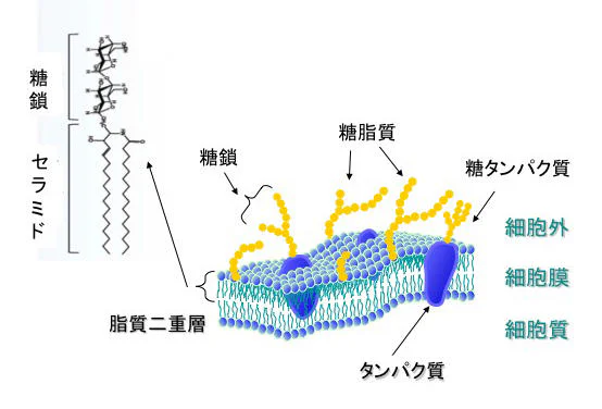 細胞の「顔」を知り、その「こころ」を理解する ―細胞でからだをなおす、再生医療への入り口―03
