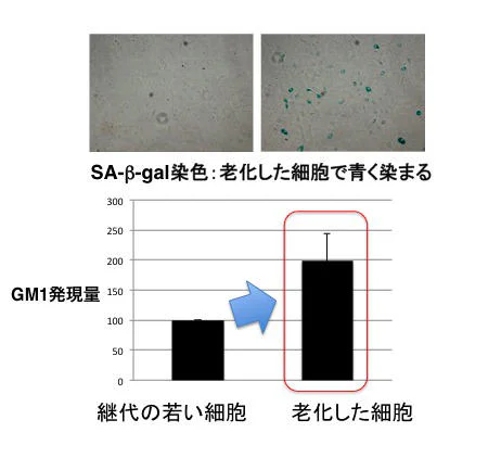 細胞の「顔」を知り、その「こころ」を理解する ―細胞でからだをなおす、再生医療への入り口―04