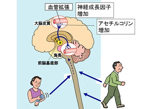 歩行は、なぜ認知症予防につながるのか？02