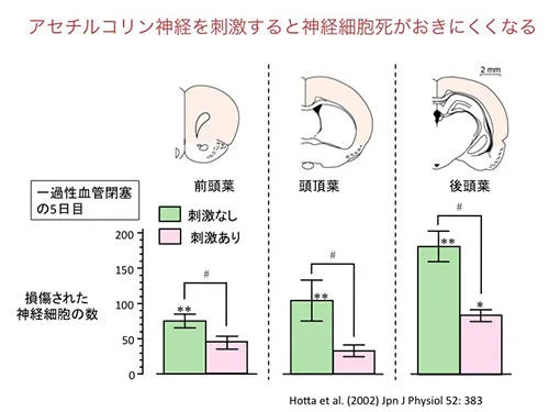 アセチルコリン神経を刺激すると神経細胞死が起きにくくなる