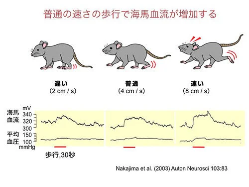 普通の速さの歩行で海馬血流が増加する