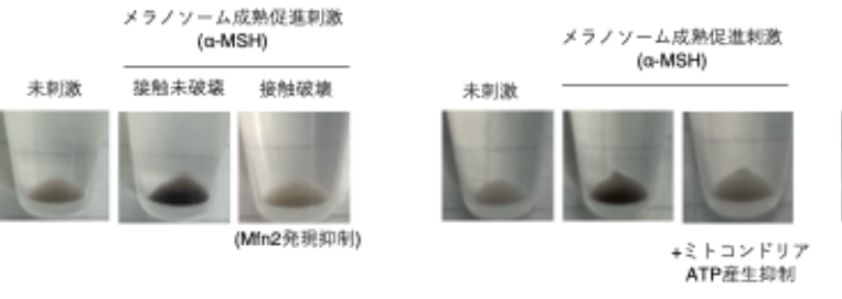 α-MSH（メラニン産生刺激ホルモン）※11によりメラノソームの成熟を誘導すると、メラニン合成が促進され遠心分離で集めた細胞の塊が黒くなる。