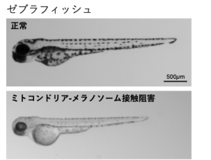 ミトコンドリア-メラノソーム接触を阻害する MFI-8（Mitofusin阻害剤）をゼブラフィッシュに処理すると、体表の黒色斑点（メラニン色素形成）が減少する。