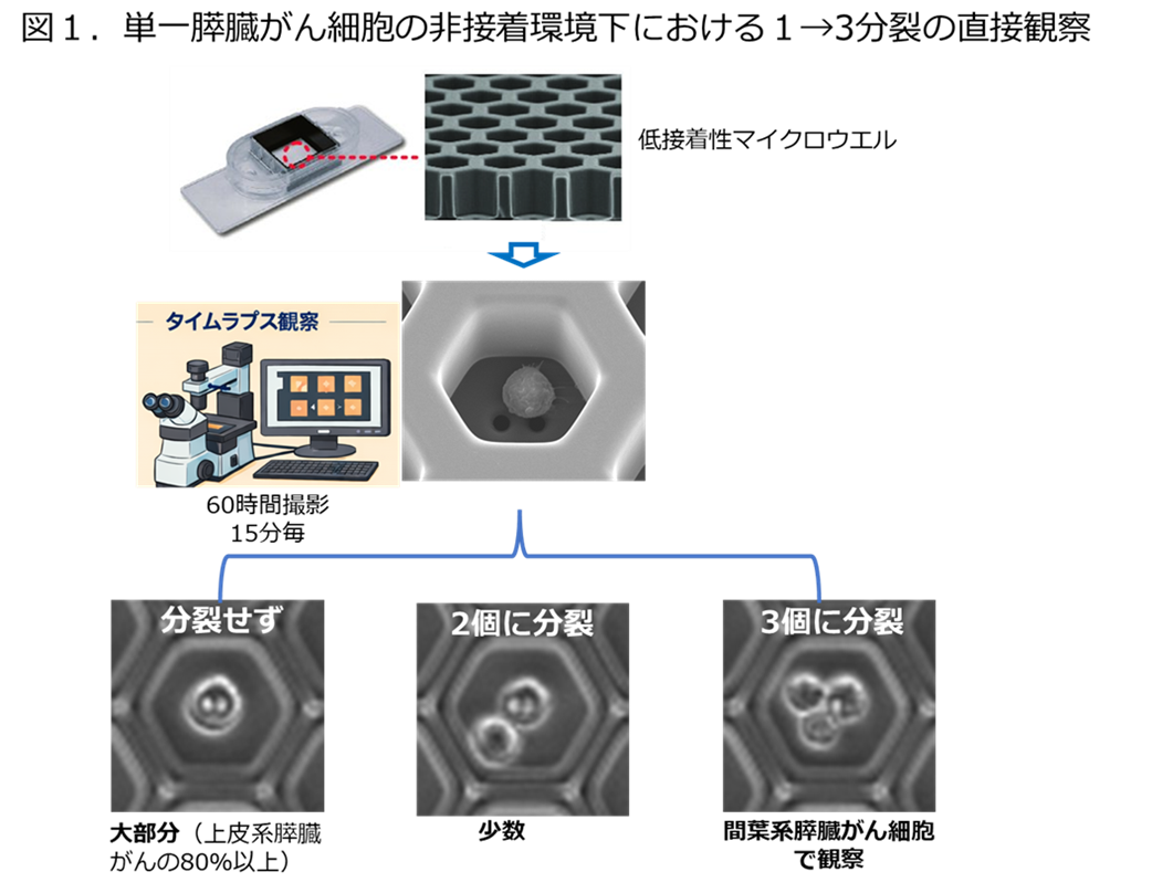 膵臓がん細胞は「1個」から「3個」に増える ― 単一細胞解析が捉えた非標準的分裂様式 ―01